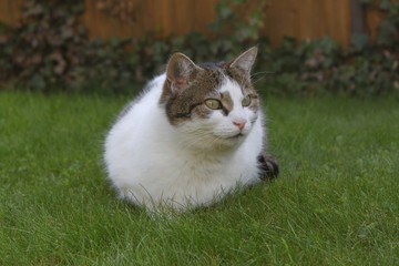 Fototapeta na wymiar Katze liegt im Garten