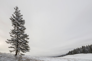 Obraz na płótnie Canvas Winter landscape. Tall pine tree alone on mountain slope on cold sunny day on copy space background of blue sky and spruce forest.