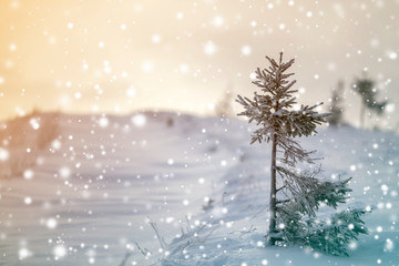 Winter landscape. Tall pine tree alone on mountain snowy slope on cold sunny day on blurred...