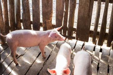 Dirty pig in rural farm agricultural industry