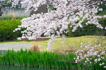 Cherry Blossoms in full bloom in Maebashi, Gunma, Japan