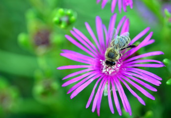 Biene auf einer lila Blüte