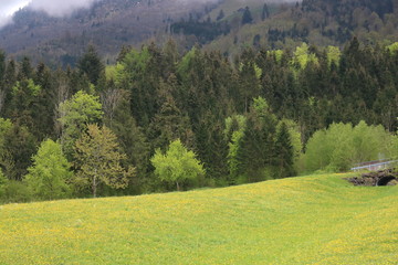 Lucerne