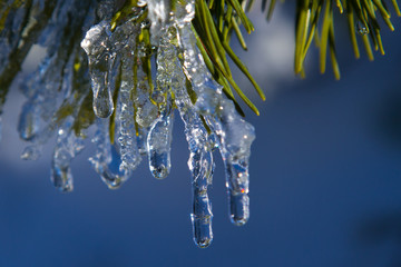 Tauendes Eis an einem Nadelbaum