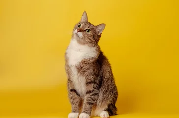 Rolgordijnen attentive cat on yellow background © denisval