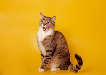 cat licks nose on yellow background