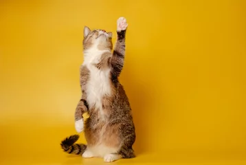 Fototapeten cat is sitting on hind legs and pawing up on yellow background © denisval