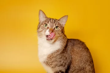 Fotobehang cat licks nose on yellow background © denisval