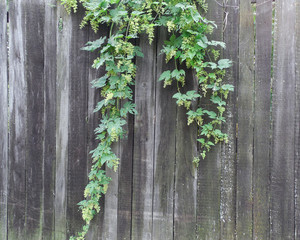   Gray boardwalk fence. Climbing plant hanging down. Background with old boards and leaves. 