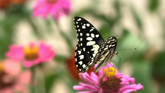 Butterflies eat nectar in flowers.