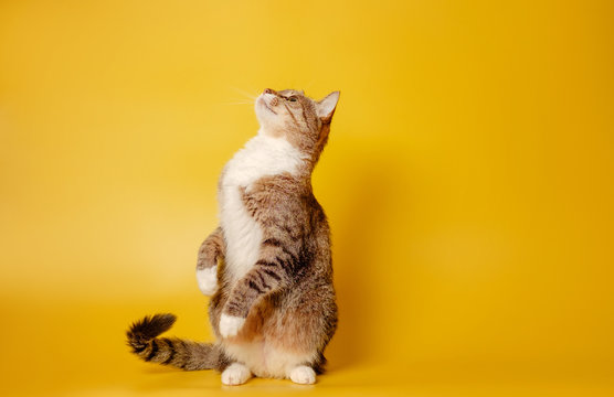 cat is sitting on hind legs on yellow background
