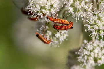 Rote Weichkäfer - Rhagonycha fulva