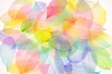 Fototapeta premium Colored leaves. Leaf texture pattern. Macro leaves background texture. Floral Design. Leaves. Rainbow colors. Transparent skeleton leaf with beautiful texture. leaf veins texture.