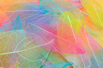 Fototapeta premium Colored leaves. Leaf texture pattern. Macro leaves background texture. Floral Design. Leaves. Rainbow colors. leaf veins texture.