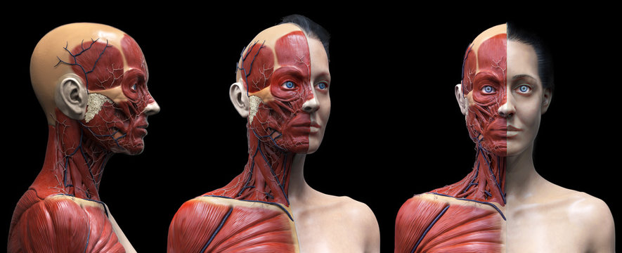 Human body anatomy muscles structure of a female, front view side view and perspective view, 3d render