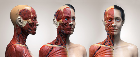 Human body anatomy muscles structure of a female, front view side view and perspective view, 3d render - obrazy, fototapety, plakaty