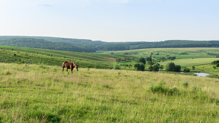 Horse graze in the meadow, fields and meadows, landscape