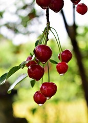 red cherries on a tree