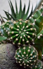 close up of a cactus