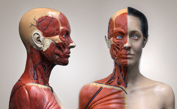 Human body anatomy muscles structure of a woman , front view and side view , 3d render