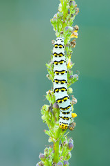 Mullein moth caterpillar Cucullia verbasci resting on the plant. Climbs the mullein.