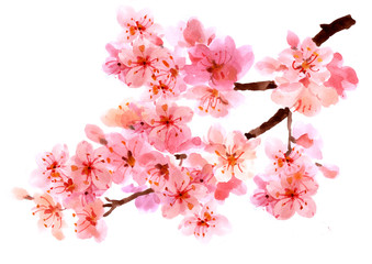 Sakura watercolor background for graphic design, hand painted on paper, sakura watercolor painting © Hasun