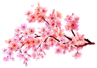 Sakura watercolor background for graphic design, hand painted on paper, sakura watercolor painting
