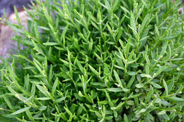 Fresh green leaves and young buds of lavender with drops of morning dew.