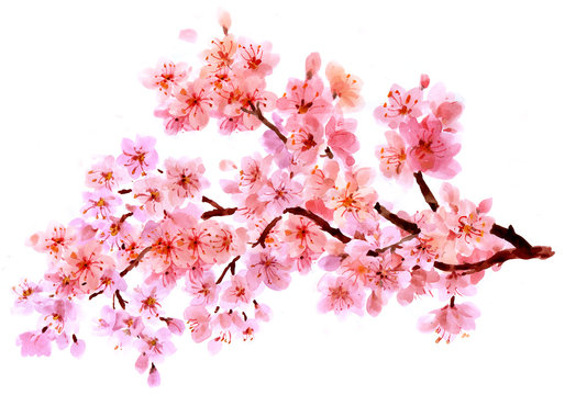 Sakura watercolor background for graphic design, hand painted on paper, sakura watercolor painting