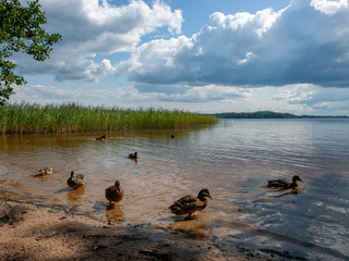 Beautiful clouds over lake in summer sunny day with reflections and some ducks, Latvia