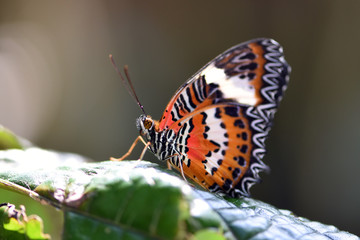 Amazing macro nature - Butterfly Park. Macro photography. Bali, Indonesia.