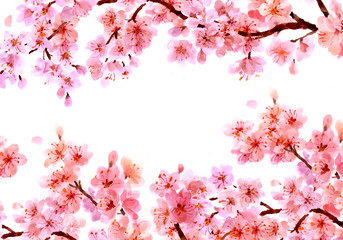 Sakura watercolor background for graphic design, hand painted on paper, sakura watercolor painting © Hasun