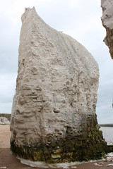 Kalkklippen in Kent. Chalk cliffs Botany Bay