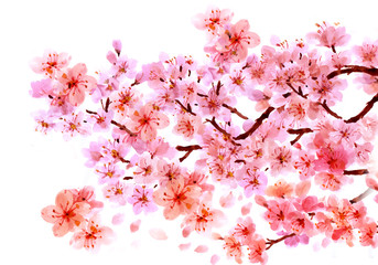 Sakura watercolor background for graphic design, hand painted on paper, sakura watercolor painting
