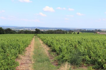 Fototapeta na wymiar Vignes dans le Beaujolais, commune de Villé Morgon, département du Rhône