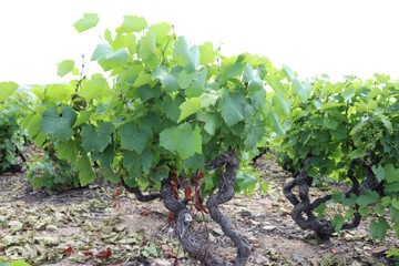 Vignes dans le Beaujolais, commune de Villé Morgon, département du Rhône