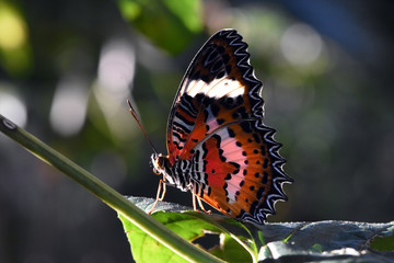 Amazing macro nature - Butterfly Park. Macro photography. Bali, Indonesia.