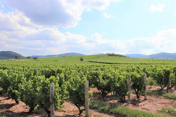 Vignes dans le Beaujolais, commune de Villé Morgon, département du Rhône