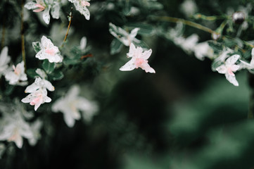 Nishiki decorative willow brunch close up. Beautiful garden spring flowers. Natural background. Suitable for floral background.