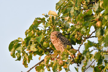 Steinkauz im Apfelbaum