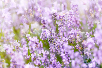 Obraz premium Selective and soft focus on lavender flower in flower garden 
