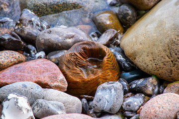 Stones in Water