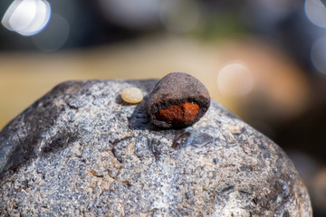 fire bug Pyrrhocoridae