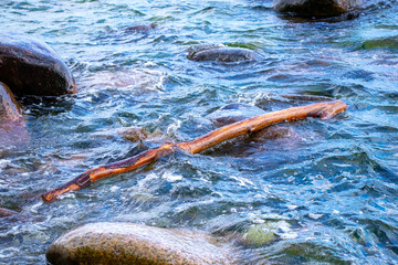 Piece Wood in the water