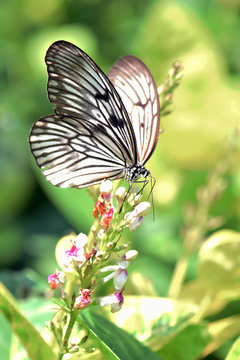 Amazing macro nature - Butterfly Park. Macro photography. Bali, Indonesia.