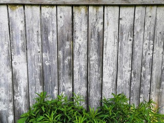 Beautyful garden plants leaves green foliage natural floral plant and grey brown wood fence in sunlight