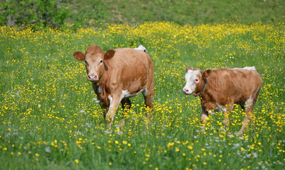 A cow and her calf in a flowery meadow near the tatra mountains.