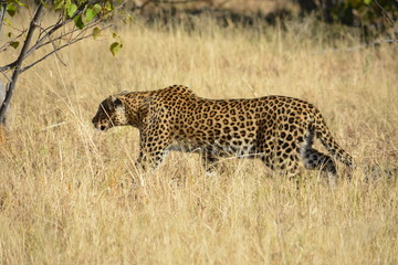 BOTSUANA (safari fotografico, rio Zambeze)