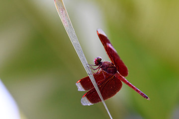 Amazing macro nature - dragonflys in tropical island Bali.