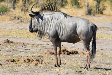 BOTSUANA (safari fotografico, rio Zambeze)